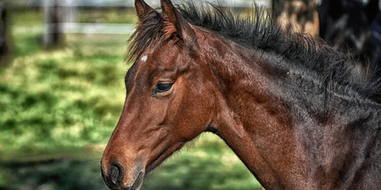Ministério revela que mais de 200 cavalos morreram por ração tóxica - Imagem: Pixabay