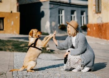 Animais em restaurantes podem virar infração na cidade - Pixabay