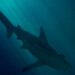 Foto: Alexey Komissarov/Unsplash