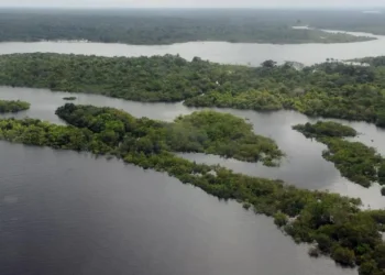 Pesquisa conclui que 83% das espécies amazônicas correm perigo - Imagem: Valter Campanato/Agência Brasil