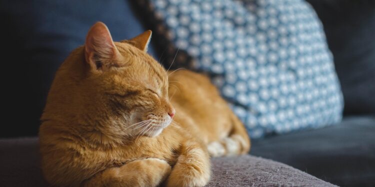 Ciência encontrou justificativa para gatos 'amassarem pãozinho' - Imagem: Pixabay