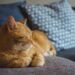 Ciência encontrou justificativa para gatos 'amassarem pãozinho' - Imagem: Pixabay