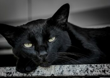 Foto: Antonino Visalli/Unsplash