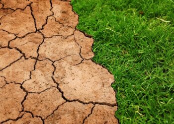 Humanidade tem apenas três anos para reverter a extinção em massa - Imagem: Pixabay