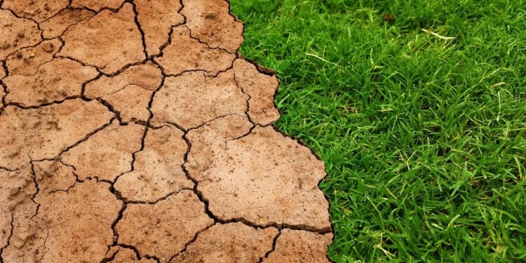 Humanidade tem apenas três anos para reverter a extinção em massa - Imagem: Pixabay