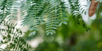 Leucena - Reprodução/iStock