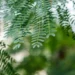 Leucena - Reprodução/iStock