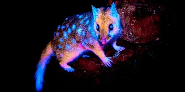 Único marsupial que brilha no escuro é fotografado pela primeira vez - Imagem: Divulgação/Redes Sociais de Benjamin Alldridge