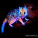 Único marsupial que brilha no escuro é fotografado pela primeira vez - Imagem: Divulgação/Redes Sociais de Benjamin Alldridge