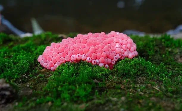 Ovos de caracol - Reprodução/iStock