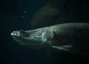 Maior peixe de água doce pode desenvolver pneumonia no frio - Imagem: Divulgação/Pesquisa FAPESP