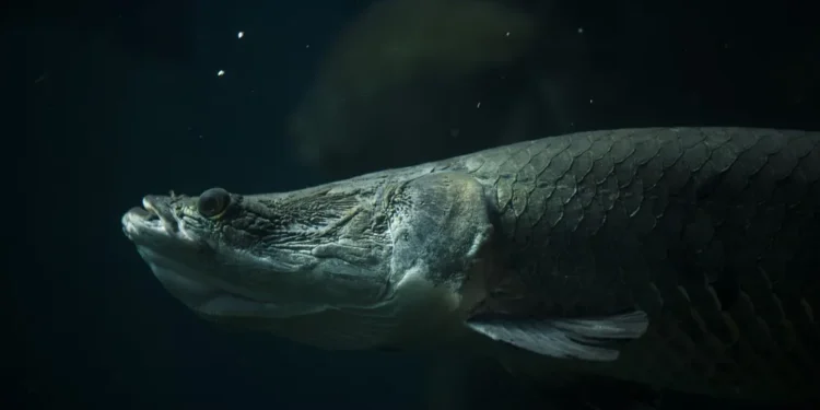 Maior peixe de água doce pode desenvolver pneumonia no frio - Imagem: Divulgação/Pesquisa FAPESP