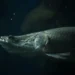 Maior peixe de água doce pode desenvolver pneumonia no frio - Imagem: Divulgação/Pesquisa FAPESP