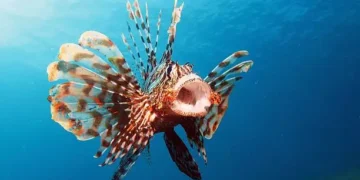 Peixe-leão - Reprodução/iStock