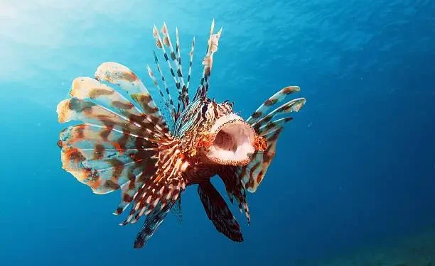 Peixe-leão - Reprodução/iStock