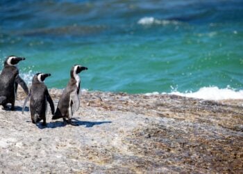 Mais de 40 pinguins são encontrados mortos em São Paulo - Imagem: Pixabay