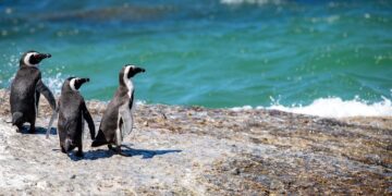 Mais de 40 pinguins são encontrados mortos em São Paulo - Imagem: Pixabay