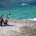 Mais de 40 pinguins são encontrados mortos em São Paulo - Imagem: Pixabay