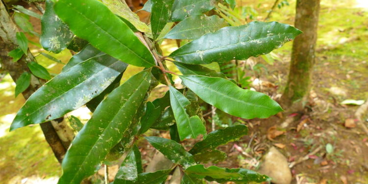 Solução para contaminação pode estar em planta que se alimenta de metal - Imagem: Reprodução/Henry Benoît/Biodiversity4all