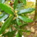 Solução para contaminação pode estar em planta que se alimenta de metal - Imagem: Reprodução/Henry Benoît/Biodiversity4all