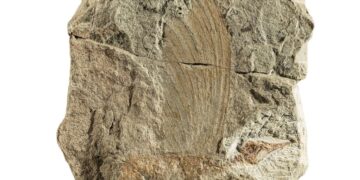 Descoberta de réptil com plumas intriga cientistas - Imagem: Divulgação/Stephan Spiekman/Museu Estadual de História Natural de Stuttgart