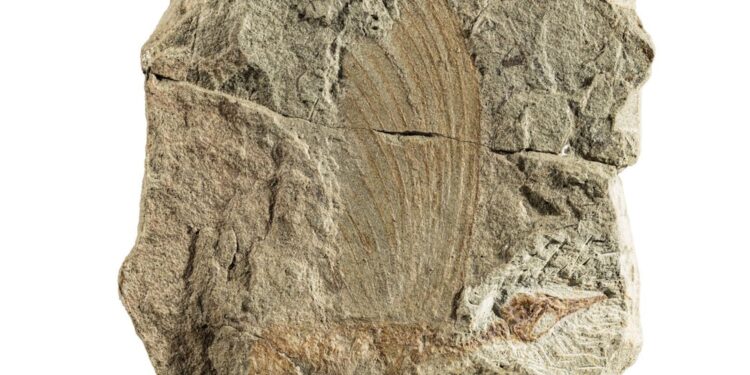 Descoberta de réptil com plumas intriga cientistas - Imagem: Divulgação/Stephan Spiekman/Museu Estadual de História Natural de Stuttgart