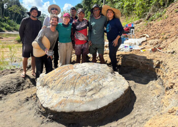 Descoberto fóssil raro de tartaruga gigante na Amazônia - Imagem: Divulgação/Grupo de pesquisadores da Universidade Federal do Acre (Ufac), Universidade Estadual de Campinas (Unicamp) e da Universidade de São Paulo (USP)