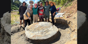 Descoberto fóssil raro de tartaruga gigante na Amazônia - Imagem: Divulgação/Grupo de pesquisadores da Universidade Federal do Acre (Ufac), Universidade Estadual de Campinas (Unicamp) e da Universidade de São Paulo (USP)