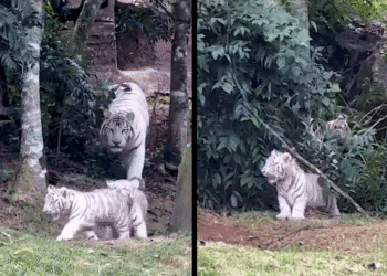 Zoológico brasileiro tem nascimento de 3 tigres brancos muito raros - Imagem: Reprodução/Redes Sociais