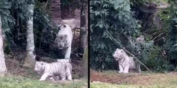 Zoológico brasileiro tem nascimento de 3 tigres brancos muito raros - Imagem: Reprodução/Redes Sociais