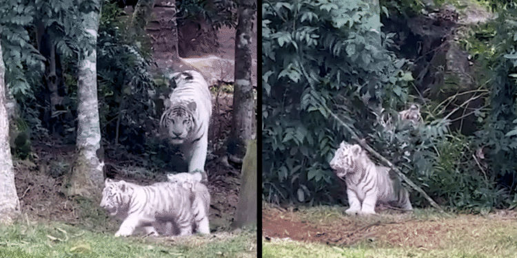 Zoológico brasileiro tem nascimento de 3 tigres brancos muito raros - Imagem: Reprodução/Redes Sociais