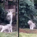 Zoológico brasileiro tem nascimento de 3 tigres brancos muito raros - Imagem: Reprodução/Redes Sociais