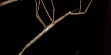 Acrophylla - Reprodução