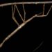 Acrophylla - Reprodução