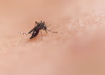 Aedes Aegypti - Reprodução/Unsplash