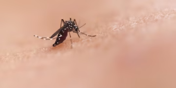 Aedes Aegypti - Reprodução/Unsplash