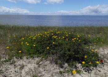 Margarida-da-praia (Imagem fornecida pelo biólogo Fernando Fernandes)