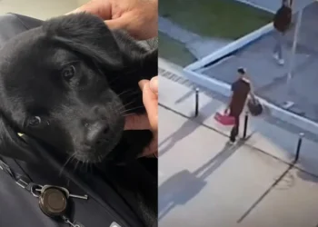 Cão abandonado - Reprodução