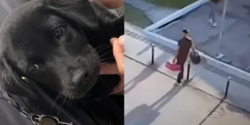Cão abandonado - Reprodução