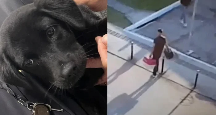 Cão abandonado - Reprodução