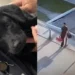 Cão abandonado - Reprodução