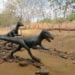 Vale dos Dinossauros - Reprodução