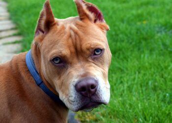 Castração de Pit Bull não será mais obrigatório - Imagem: Pixabay