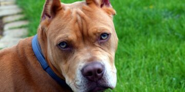 Castração de Pit Bull não será mais obrigatório - Imagem: Pixabay