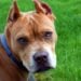 Castração de Pit Bull não será mais obrigatório - Imagem: Pixabay