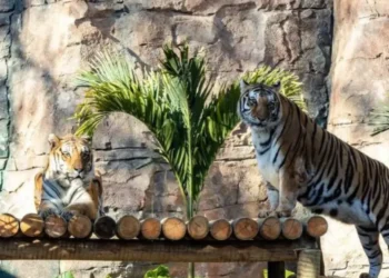 Tigresa rejeita cria e filhotes são sacrificados em zoológico alemão. Foto: Divulgação