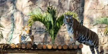 Tigresa rejeita cria e filhotes são sacrificados em zoológico alemão. Foto: Divulgação