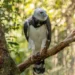 Uiraçu - Reprodução/iStock
