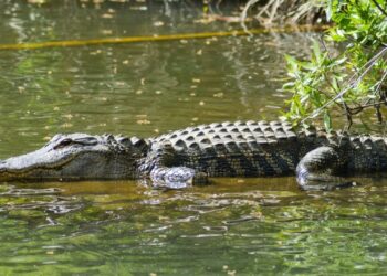 Crocodilo fêmea inovou no mundo e engravidou sozinha