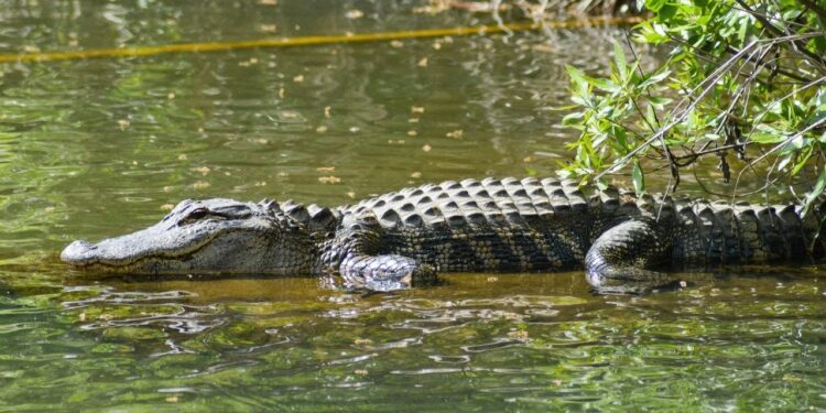 Crocodilo fêmea inovou no mundo e engravidou sozinha